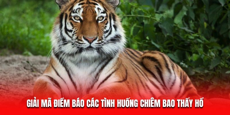 Mơ Thấy Hổ - Giải Mã Giấc Mơ Và Hé Lộ Bí Mật Tài Lộc 6 Giải mã điềm báo các tình huống chiêm bao thấy hổ